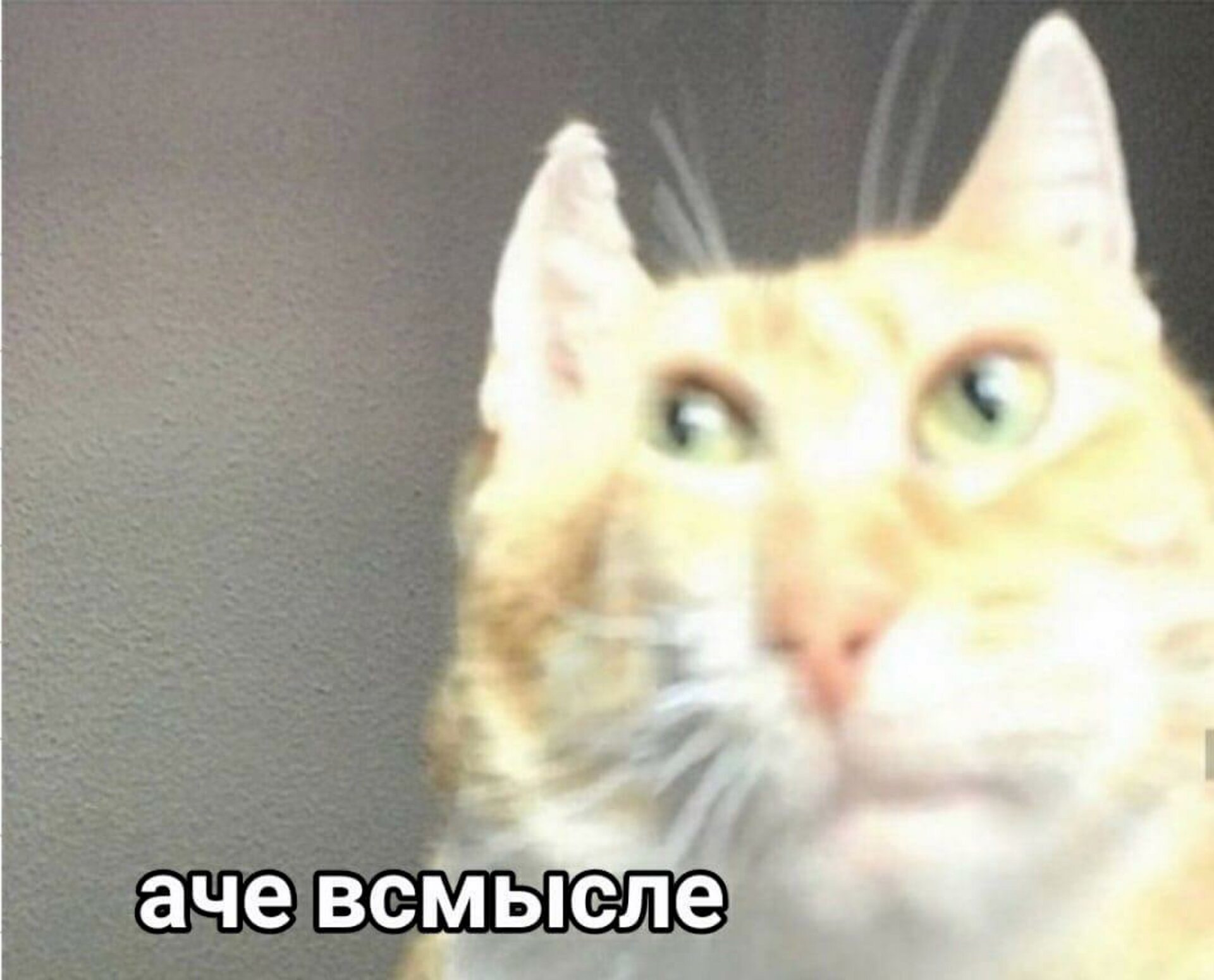 {TEXT?}