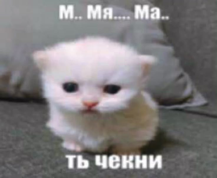 {TEXT?}