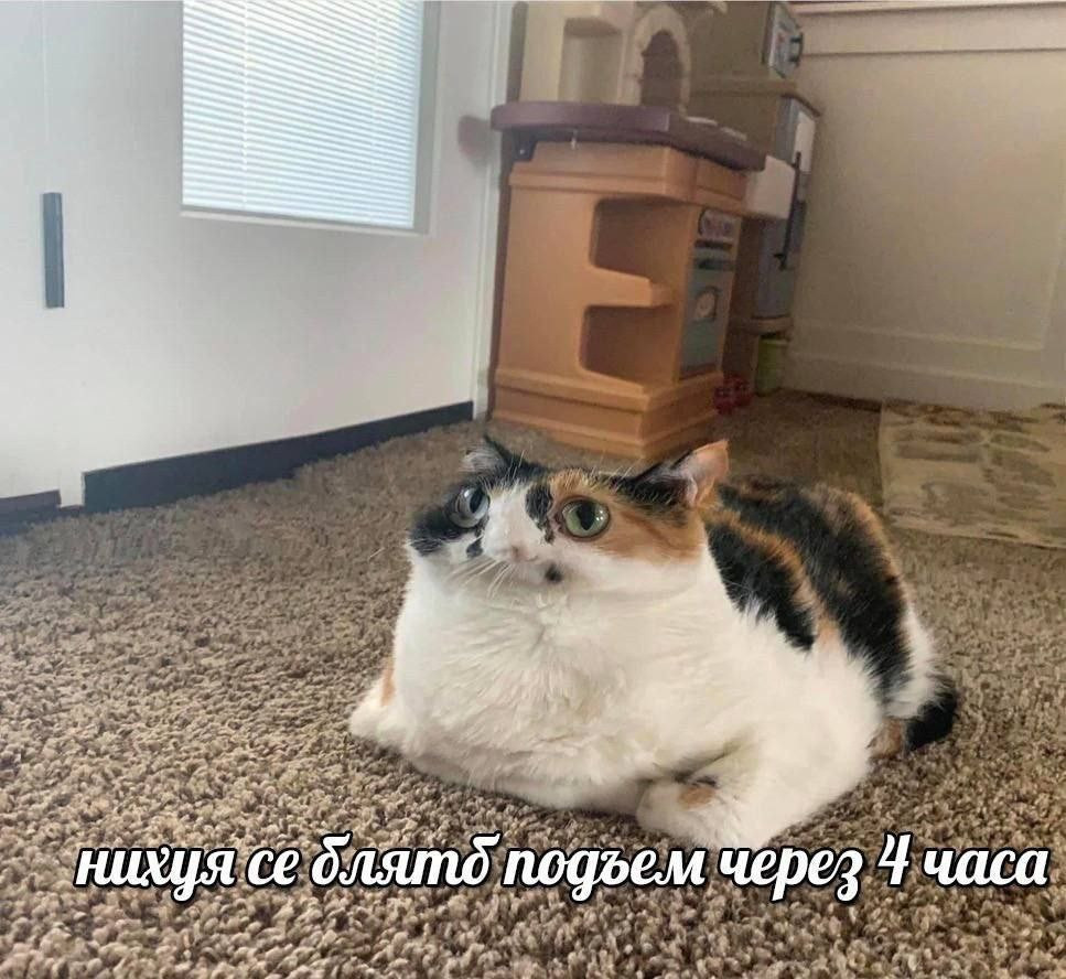 {TEXT?}