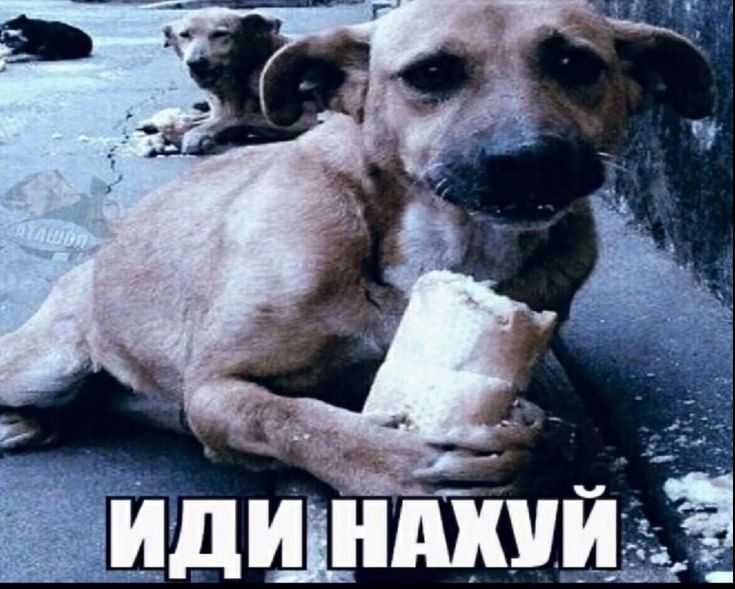 {TEXT?}