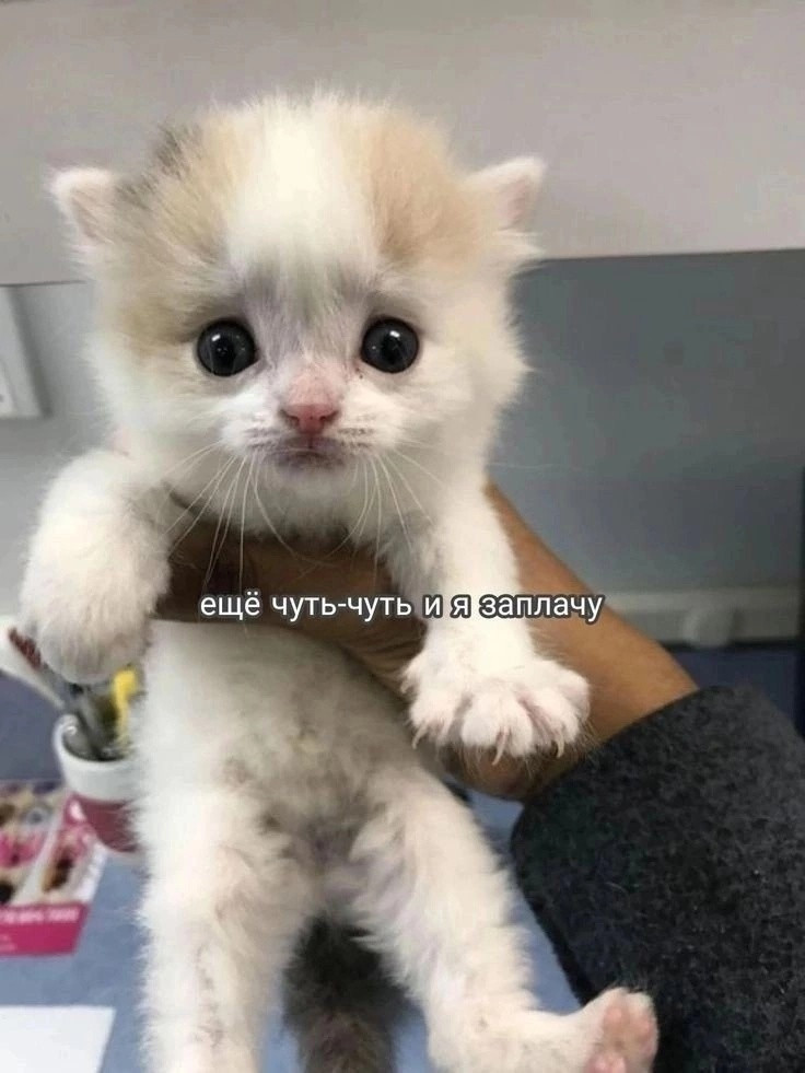 {TEXT?}
