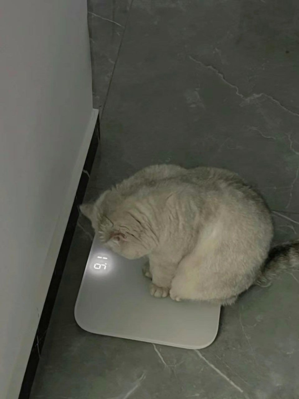 {TEXT?}