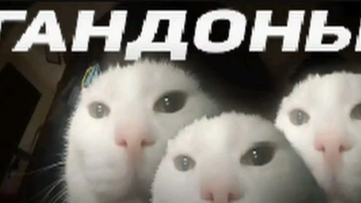 {TEXT?}