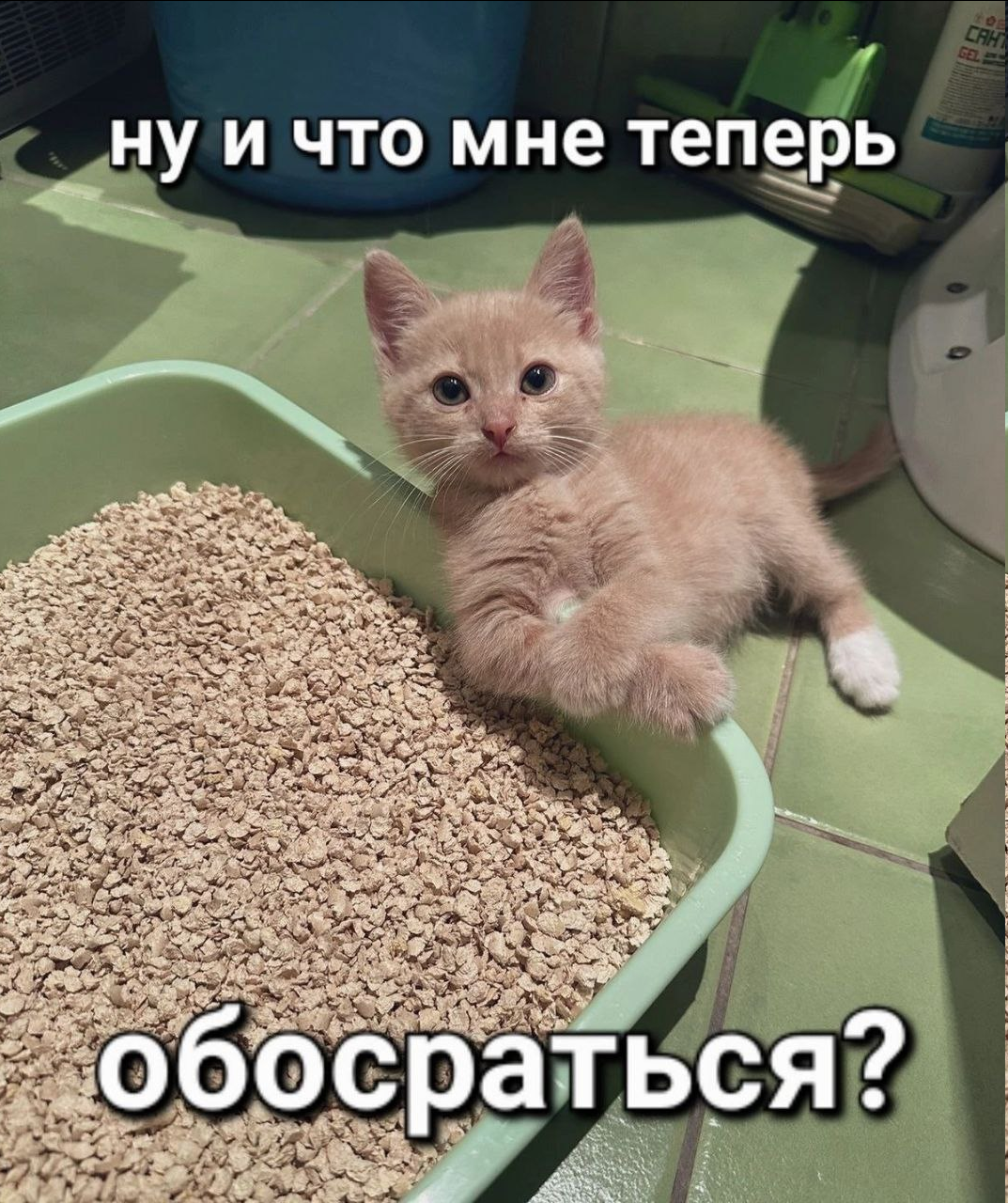 {TEXT?}