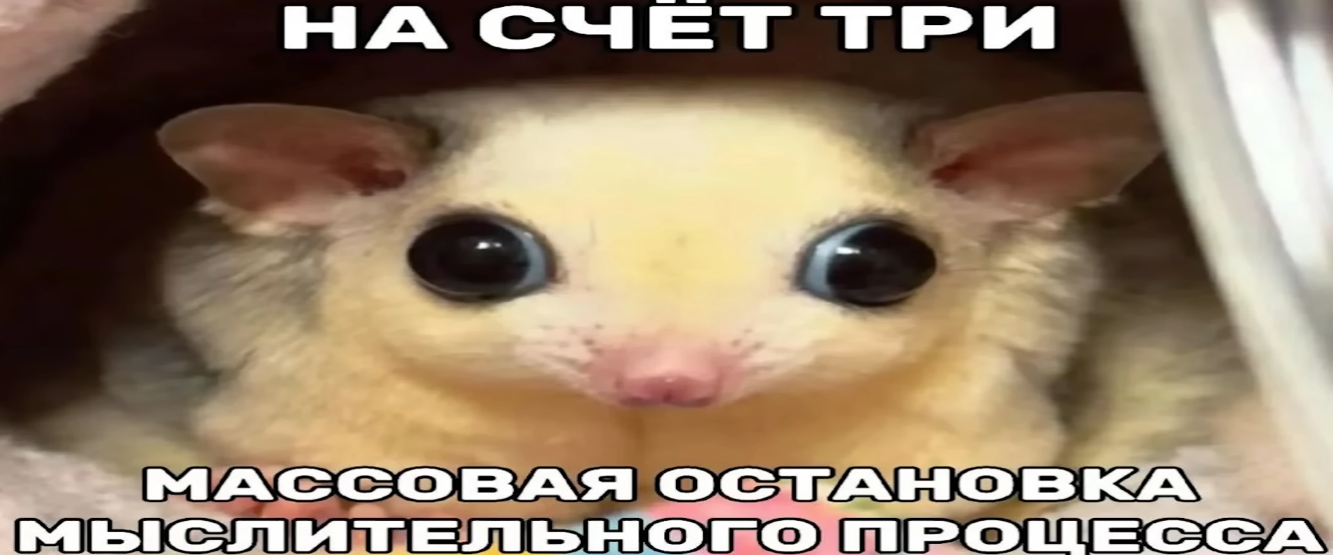 {TEXT?}