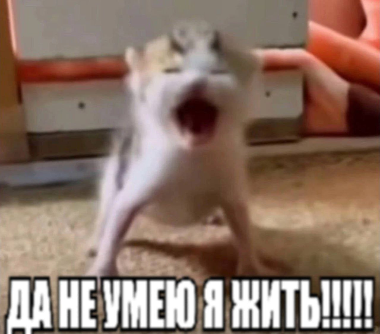 {TEXT?}