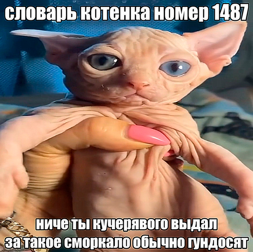 {TEXT?}