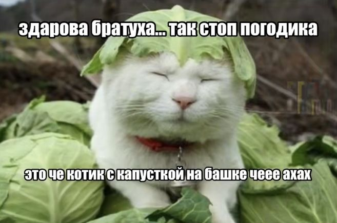 {TEXT?}